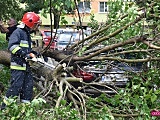 Drzewo spadło na mercedesa