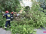 Drzewo spadło na mercedesa