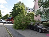 Drzewo spadło na mercedesa