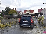 O krok od tragedii! Ogromne drzewo runęło na samochód!