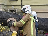 O krok od tragedii! Ogromne drzewo runęło na samochód!