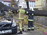 O krok od tragedii! Ogromne drzewo runęło na samochód!