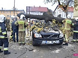 O krok od tragedii! Ogromne drzewo runęło na samochód!