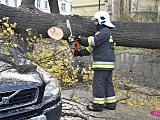 O krok od tragedii! Ogromne drzewo runęło na samochód!