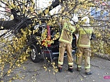 O krok od tragedii! Ogromne drzewo runęło na samochód!