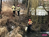 Duże zanieczyszczenie rzeki w Dzierżoniowie