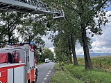 Zwisająca gałąź nad jezdnią. Interwencja strażaków na drodze Dzierżoniów-Uciechów [Foto]