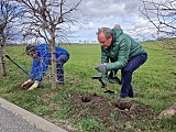 Radni posadzili 300 drzew