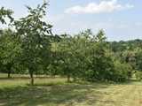 Czereśnie w Arboretum Wojsławice