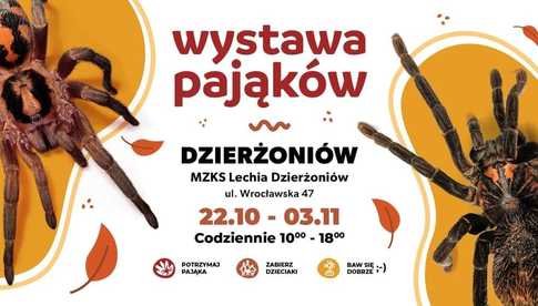 Wystawa pająków w Dzierżoniowie