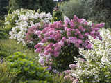 hortensje