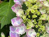 hortensje