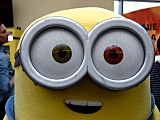 Minionki odwiedziły Świdnicę