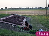 [FOTO] Przygotowania do dożynek w Opoczce idą pełną parą