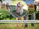 Świdnickie bezdomniaki przemaszerują przez miasto