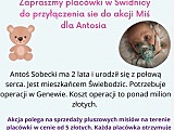 Akcja Miś dla Antosia. Walka o małe serduszko trwa