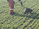 [FOTO] Bóbr wpadł do studzienki. Pomogli strażacy