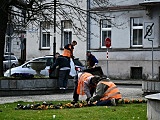 W Świebodzicach wschodzą wiosenne kwiaty [Foto]