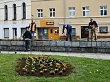 W Świebodzicach wschodzą wiosenne kwiaty [Foto]