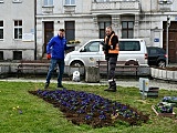 W Świebodzicach wschodzą wiosenne kwiaty [Foto]