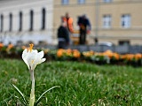 W Świebodzicach wschodzą wiosenne kwiaty [Foto]