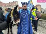 [FOTO, VIDEO] Trzej królowie z osiołkami zawitali do Świdnicy