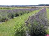 Fioletowe Łany: historia lawendowej plantacji w Lutomi Górnej