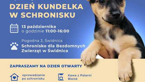 13.10, Świdnica: Dzień Kundelka w Schronisku dla Zwierząt