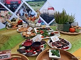 grafika