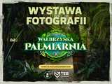 grafika