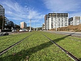 Zielone torowisko na nowej trasie tramwaju na Popowice. Trwa nasadzanie roślin [Foto]