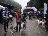 Puchar Polski w Dogtrekkingu w Złotym Stoku