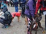 Puchar Polski w Dogtrekkingu w Złotym Stoku