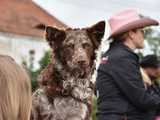 [FOTO] Rodeo w Kamieńcu Ząbkowickim? Tak, to możliwe! Cóż to był za western